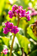 Thick pink flower with two heads on green