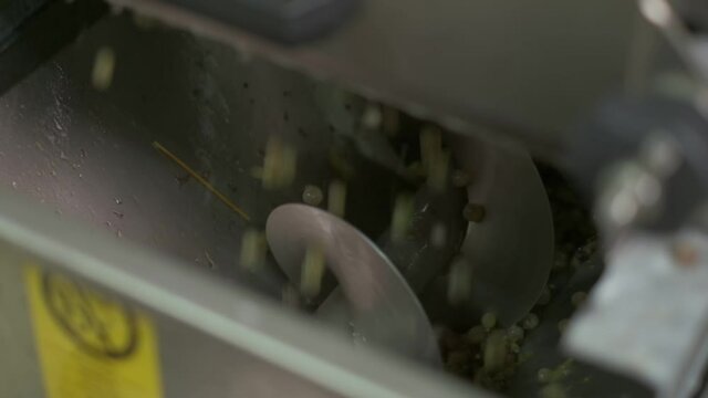 Rotary press squeezes juice from green grapes. Slow motion