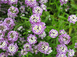 Blooming sweet alyssum Dwarf Purple or Sweet Alice or Sweet Alison (Lobularia maritima, Alyssum maritimum) is clusters of small flowers in purple color .