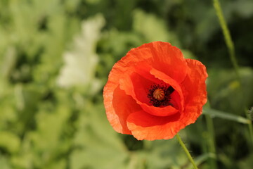 Beautiful flowers of a field poppy among ripening grain
