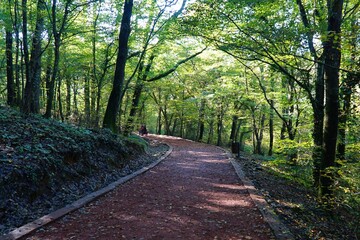 Naklejka premium View of autumn in Belgrad Forest in Istanbul, Turkey.