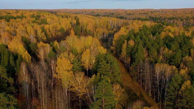 The drone is flying over the autumn forest. the wind moves the crowns of trees