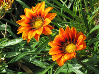 Close up of Gazania  flower in summer. Gazania in garden with green leafes background.