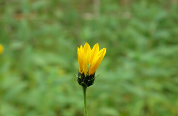 Chamomile flower bud with blurred background. Close up of Chamomile flower bud in summer day.