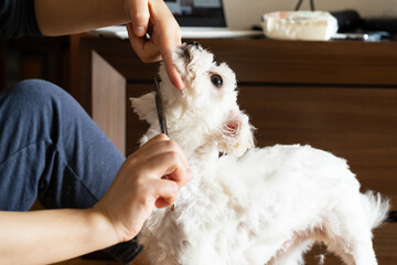 The woman is cutting a dog's hair at home with immature skills.