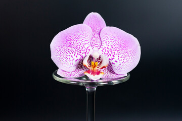 An Orchid flower lies on the stem of an overturned glass.