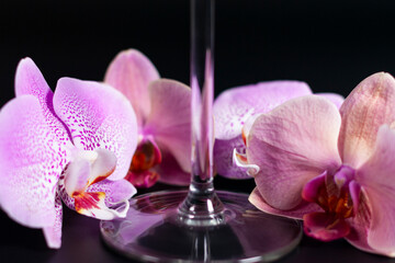 A group of purple orchids in various shades around the stem of a wine glass. Dark background.