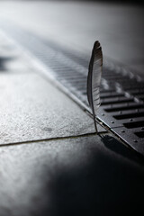 Bird feather in the city.