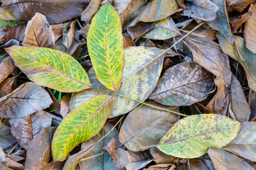 Walnut leaves on the ground during the fall. Juglans regia.