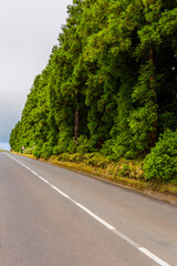 road surrounded by green vegetation