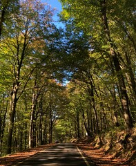Fototapeta premium View of autumn in Belgrad Forest in Istanbul, Turkey.