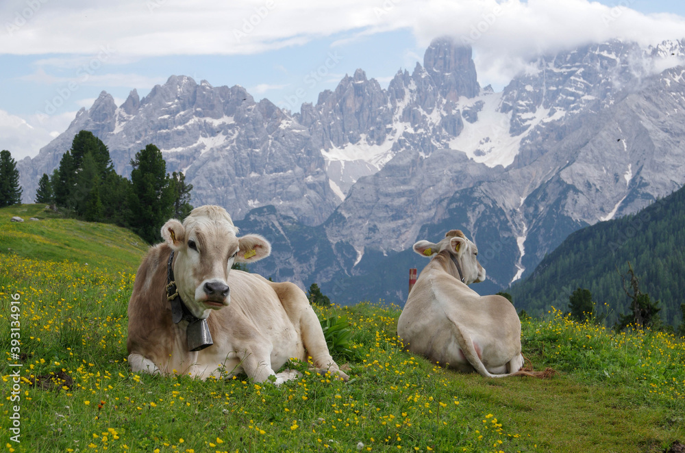 Wall mural two beautiful cows lie on green grass against the background of alpine mountains