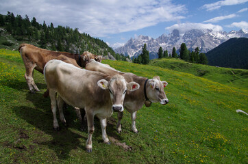 Fototapeta na wymiar А herd of beautiful cows perch on alpine meadows