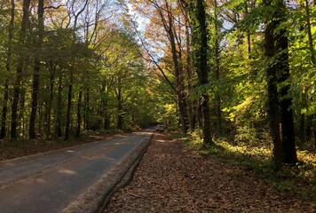 View of autumn in Belgrad Forest in Istanbul, Turkey.