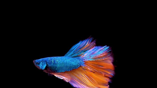 Vibrant Siamese fighting fish Betta splendens, also known as Thai Fighting Fish or betta, a popular aquarium fish in super slow motion on isolated black background