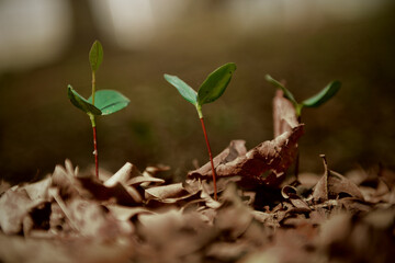Green small sprout in the rainforest against the wild nature Background