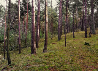 Landscape view of the forest of Wyspa Sobieszewska in Gdansk, Poland © Marianna Jaszczuk/Wirestock