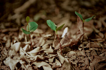 Green small sprout in the rainforest against the wild nature Background