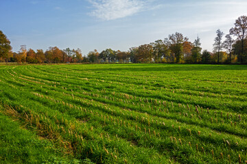 Fototapeta na wymiar Rural landscape in autumn colors near Winterswijk, Netherlands 