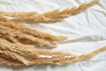Flat lay of beige reeds pampas grass on the white textile linen tablecloth background