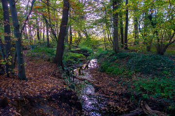 Forest view with a brook in autumn colors
