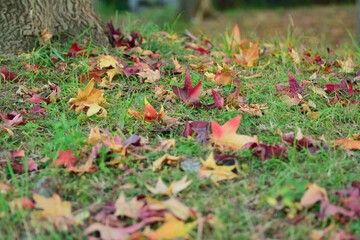 Fallen Autumn leaves on grass floor