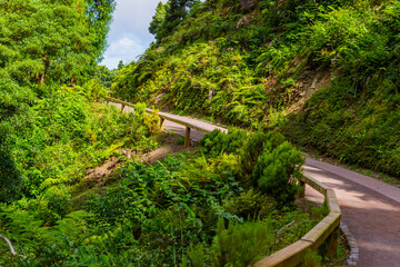 Fototapeta na wymiar Path in Azorean forest
