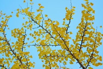 Landscape of colorful Japanese Autumn Ginkgo tree