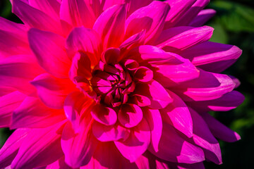 Colourful blossom of a dahlia in the garden of a German park