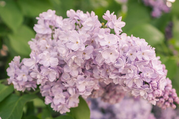 lilac flowers in the garden