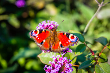 Colourful flowers in the garden of a German park