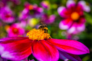 Bee on a colourful flower in the garden of a German park