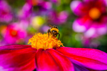 Bee on a colourful flower in the garden of a German park