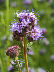 Closeup of the pretty purple flowers of lacy Phacelia, Phacelia tanacetifolia, in a garden