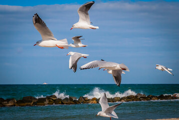 Flying seagulls at a beach at the Baltic Sea, Germany