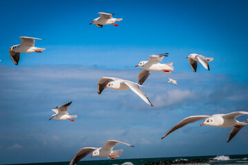 Flying seagulls at a beach at the Baltic Sea, Germany
