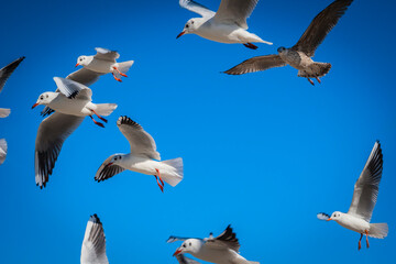 Flying seagulls at a beach at the Baltic Sea, Germany