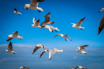Fototapeta premium Flying seagulls at a beach at the Baltic Sea, Germany