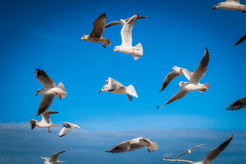 Flying seagulls at a beach at the Baltic Sea, Germany