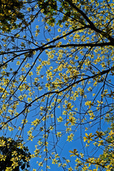 Cannonball tree (Couroupita guianensis) on tropical rainforest