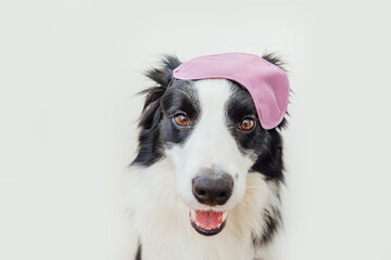 Fototapeta na wymiar Do not disturb me, let me sleep. Funny cute smiling puppy dog border collie with sleeping eye mask isolated on white background. Rest, good night, siesta, insomnia, relaxation, tired, travel concept.