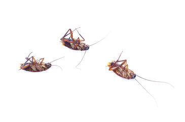 COCKROACH WHITE ISOLATED BACKGROUND