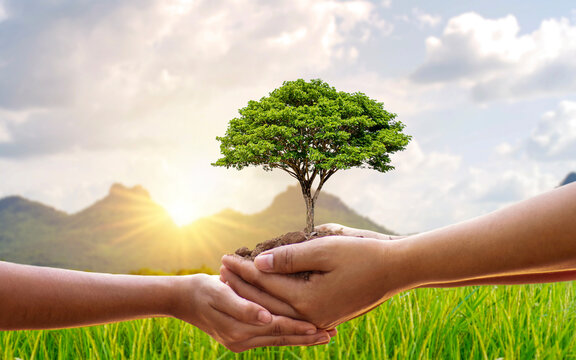 Trees Growing In The Hands Of Humans Help To Plant Seedlings, Conserve Nature And Plant Trees.