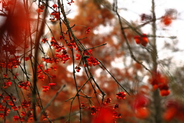 red autumn tree