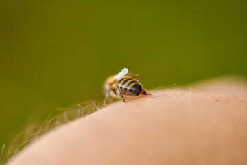 bee on a male skin, bee resting on a hand. beekeeping, honey concept