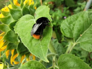 bug on a leaf