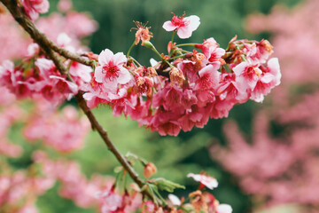 Vintage sakura or cherry blossom