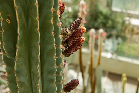 Exotic cactus. Closeup view of Neobuxbaumia polylopha giant cactus, also known as golden saguaro, beautiful green color, thorns and red flower buds, growing in the greenhouse. 