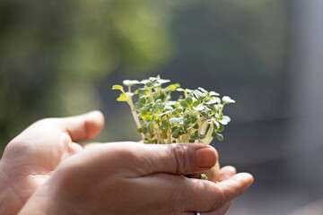 Growing small plant with human hand caring it
