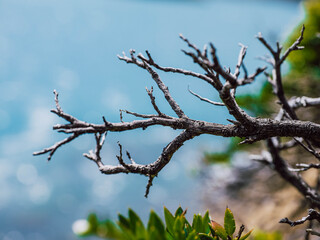 branches against blue sky